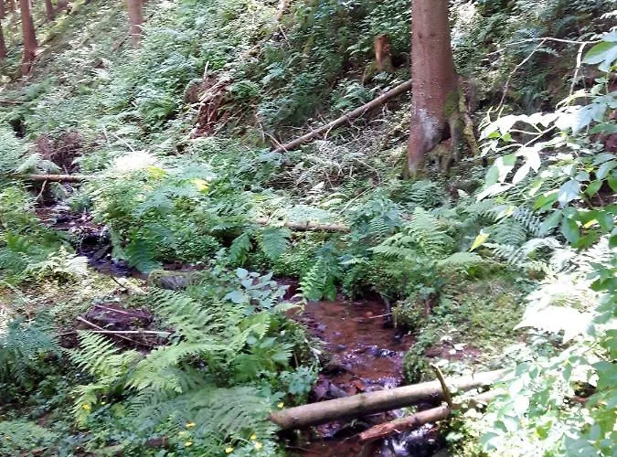 Eifel Rebeige Gerolstein Apartament